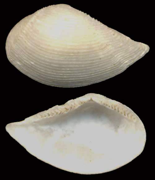 Nuculana commutata